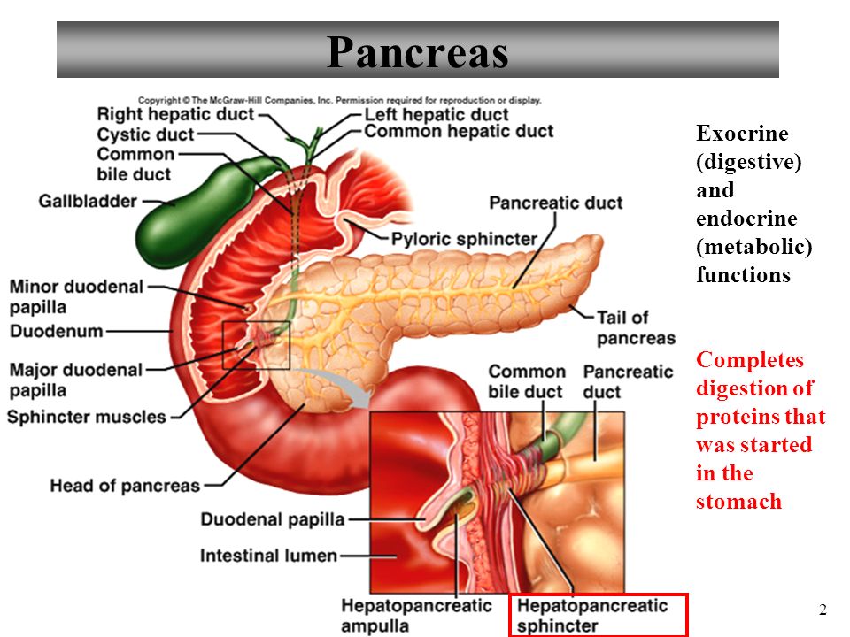 Cetosis y pancreas